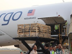 Untuk Pertama Kali, 1.093 Domba Diekspor ke Malaysia Lewat Udara