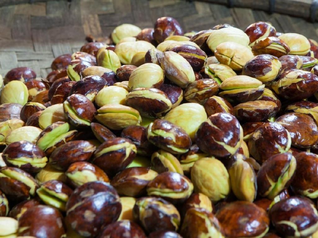 Busyet! Harga Jengkol Setara Daging Sapi Busyet! Harga Jengkol Setara Daging Sapi