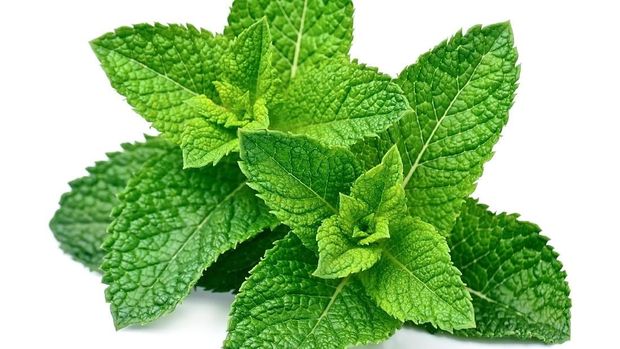 Ilustrasi daun mint