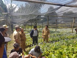 Di Kolaka Timur, Kementan Bangun Kawasan Kakao Berbasis Korporasi