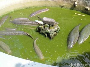20 Aligator di Pangandaran Disita dari 7 Pehobi Ikan Hias