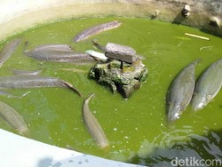 Puluhan Ikan Aligator Milik Warga di Pangandaran akan Dimusnahkan
