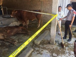Sadis, Begini Cara Warga Ngawi Gelonggong Sapi Agar Gemuk