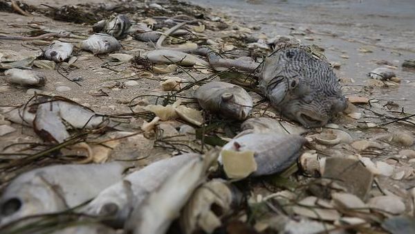 Gelombang Alga Merah Ancam Kehidupan Laut di Pantai Florida