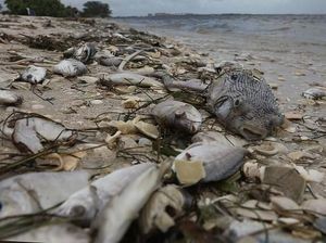 Gelombang Alga Merah Ancam Kehidupan Laut di Pantai Florida Gelombang Alga Merah Ancam Kehidupan Laut di Pantai Florida