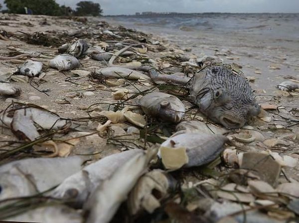 Gelombang Alga Merah Ancam Kehidupan Laut di Pantai Florida