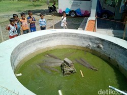 Aligator yang akan Dimusnahkan Meriahkan Festival Ikan di Ciamis