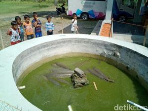 Aligator yang akan Dimusnahkan Meriahkan Festival Ikan di Ciamis Aligator yang akan Dimusnahkan Meriahkan Festival Ikan di Ciamis