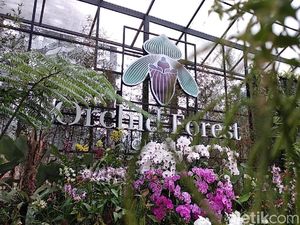 Destinasi Baru di Bandung, Isinya Ratusan Jenis Anggrek Cantik