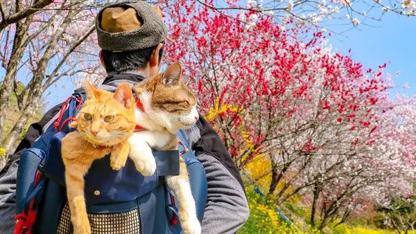 Lucu! Kisah Pebisnis yang Traveling Bareng Dua Kucingnya