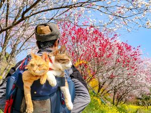Lucu! Kisah Pebisnis yang Traveling Bareng Dua Kucingnya