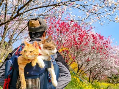 Lucu! Kisah Pebisnis yang Traveling Bareng Dua Kucingnya