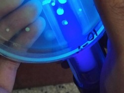 Mahasiswa Unibraw Temukan Bahan Alternatif Tinta Bolpoin dari Bakteri