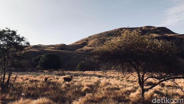 Foto: Begini Indahnya Gili Lawa Sebelum Kebakaran
