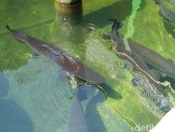 Belum Ada Regulasi, BKIPM Titipkan Ikan Arapaima di Kolam Pemiliknya