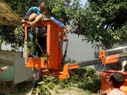 Pria Ini Pingsan di Atas Pohon, Warga Sampai Panggil Mobil Skylift