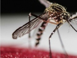 Berantas Demam Berdarah Sukses di Australia, Yogyakarta Target Selanjutnya