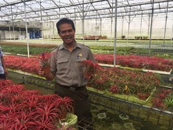 Kementan Genjot Ekspor Tanaman Hias