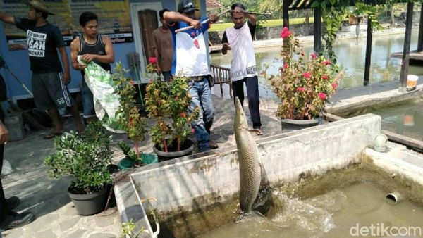 Ini Ikan Aligator yang Disita dari Pehobi di Pangandaran