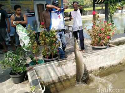 Ini Ikan Aligator yang Disita dari Pehobi di Pangandaran