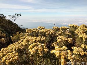 Bunga Abadi di Puncak Gunung Ciremai Kemarau Ini