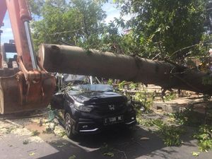 Bruk! Pohon Tumbang Tewaskan Pengendara Motor di Cirebon Bruk! Pohon Tumbang Tewaskan Pengendara Motor di Cirebon