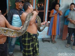 Ular Piton 4 Meter Kejutkan Warga Lamongan