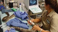 Mungkin begini tim dokter Milan saat memeriksa Bonucci, ibarat memeriksa seekor ular besar. (Foto: Twitter)
