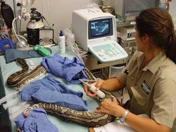 Mungkin begini tim dokter Milan saat memeriksa Bonucci, ibarat memeriksa seekor ular besar. (Foto: Twitter)
