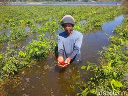 Lahan Pertanian Bantul yang Kebanjiran Air Pasang Laut Selatan Meluas
