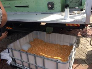 Harga Jagung Diprediksi Melonjak hingga Rp 6.000/Kg