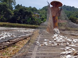 Kisah Para Pemburu Benur yang Kini jadi Pengolah Ikan Asin