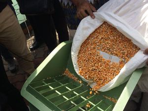 Produksi Jagung hingga Juli 2018 Capai 19 Juta Ton Produksi Jagung hingga Juli 2018 Capai 19 Juta Ton