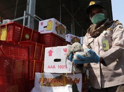 Terinfeksi Larva, 900 Kg Buah Impor Asal Thailand Dimusnahkan