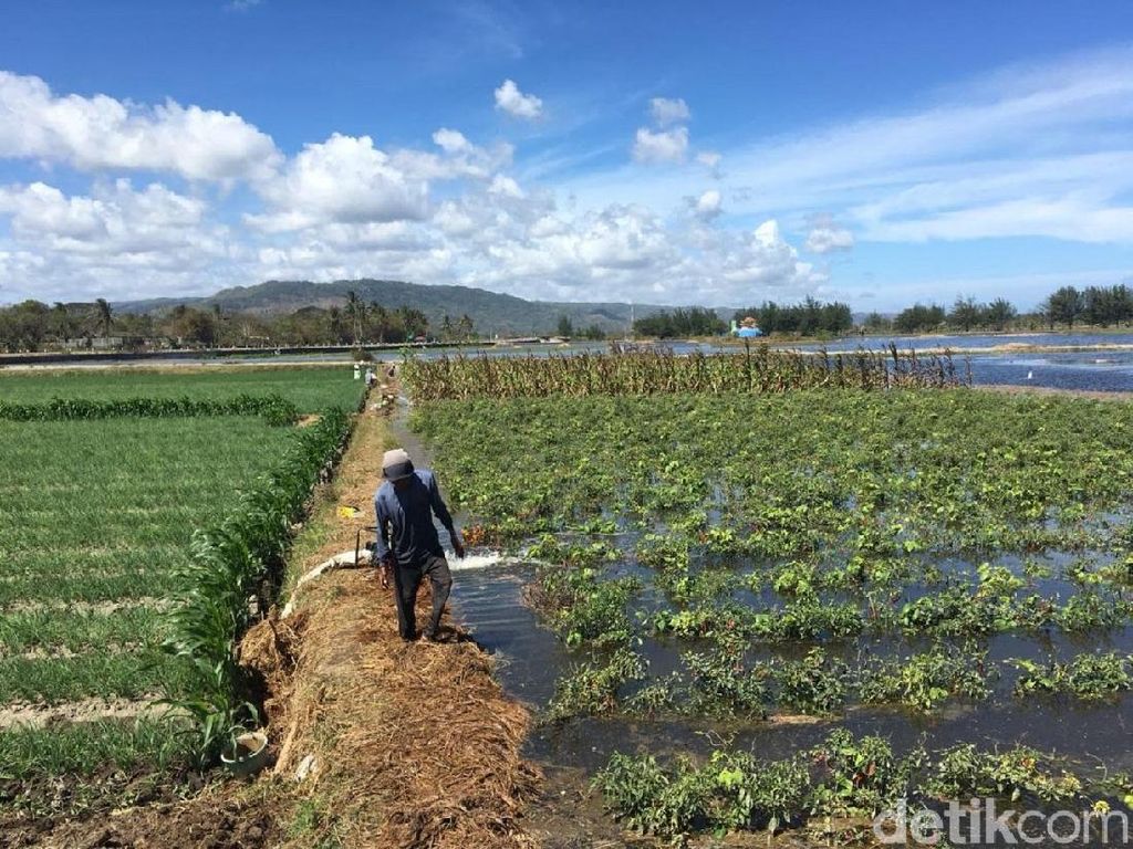 Puluhan Hektare Lahan Pertanian di Bantul Terendam Air Pasang