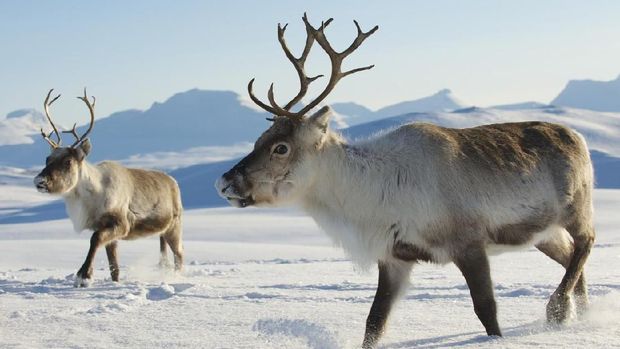Reindeers in natural environment, Tromso region, Northern Norway.