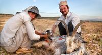Kambing menjadi komoditas hewan ternak utama Qashqai (Pascal Mannaerts/BBC Travel)
