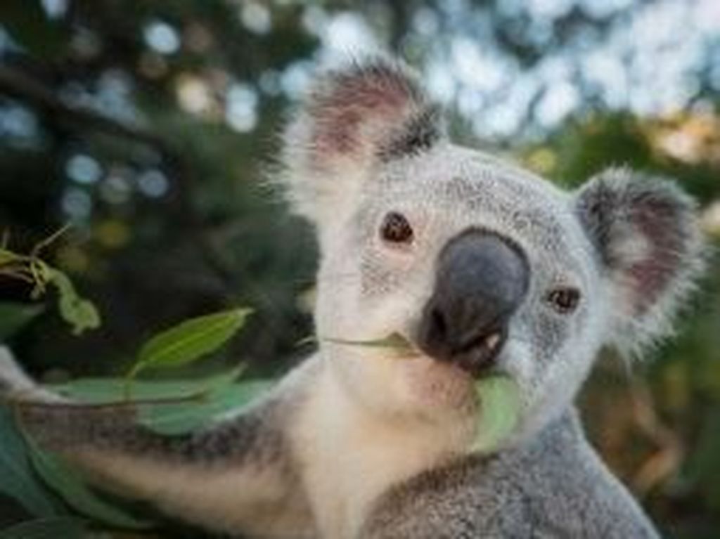 Banyak Koala yang Ditranslokasi di Gold Coast Mati