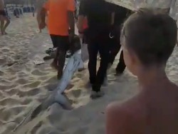 Seekor Hiu Bikin Panik Turis di Pantai Mallorca Spanyol