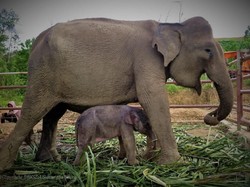 Satu Ekor Gajah Sumatera Lahir di Barumun Sumut