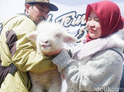 Wisatawan DCF Gemes Saat Lihat Bulu dan Tubuh Domba Asli Dieng