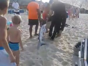 Seperti Film Meg, Hiu Nyasar di Pantai Mallorca Bikin Turis Panik