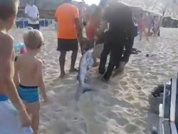 Seperti Film Meg, Hiu Nyasar di Pantai Mallorca Bikin Turis Panik