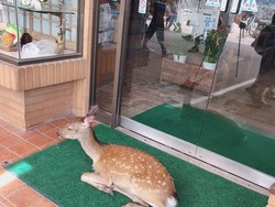 Datang Ke Restoran Ini, Hati-hati Dihadang Para Rusa Yakuza