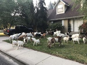 Gemas! 118 Kambing Ini Keliling Perumahan Untuk Makan Bersama