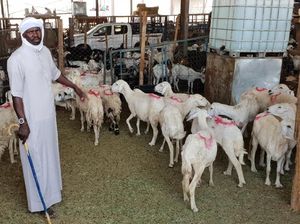 Menengok Pasar Kambing Tempat Bayar Dam di Kakiyah Mekah Menengok Pasar Kambing Tempat Bayar Dam di Kakiyah Mekah