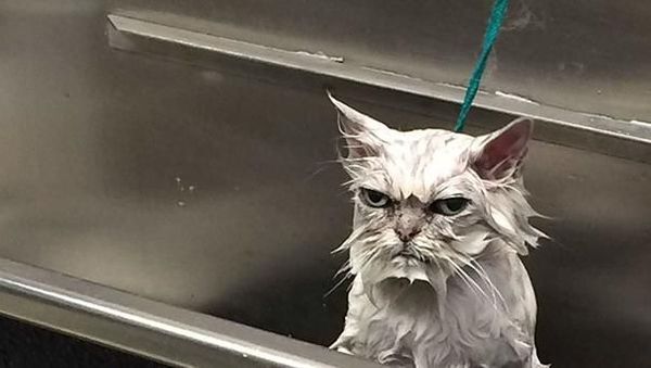 Jepretan Gemas Saat Hewan-hewan Marah