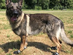 Gelombang Panas: Pemilik Anjing Dimbau Beli Sepatu untuk Peliharaan