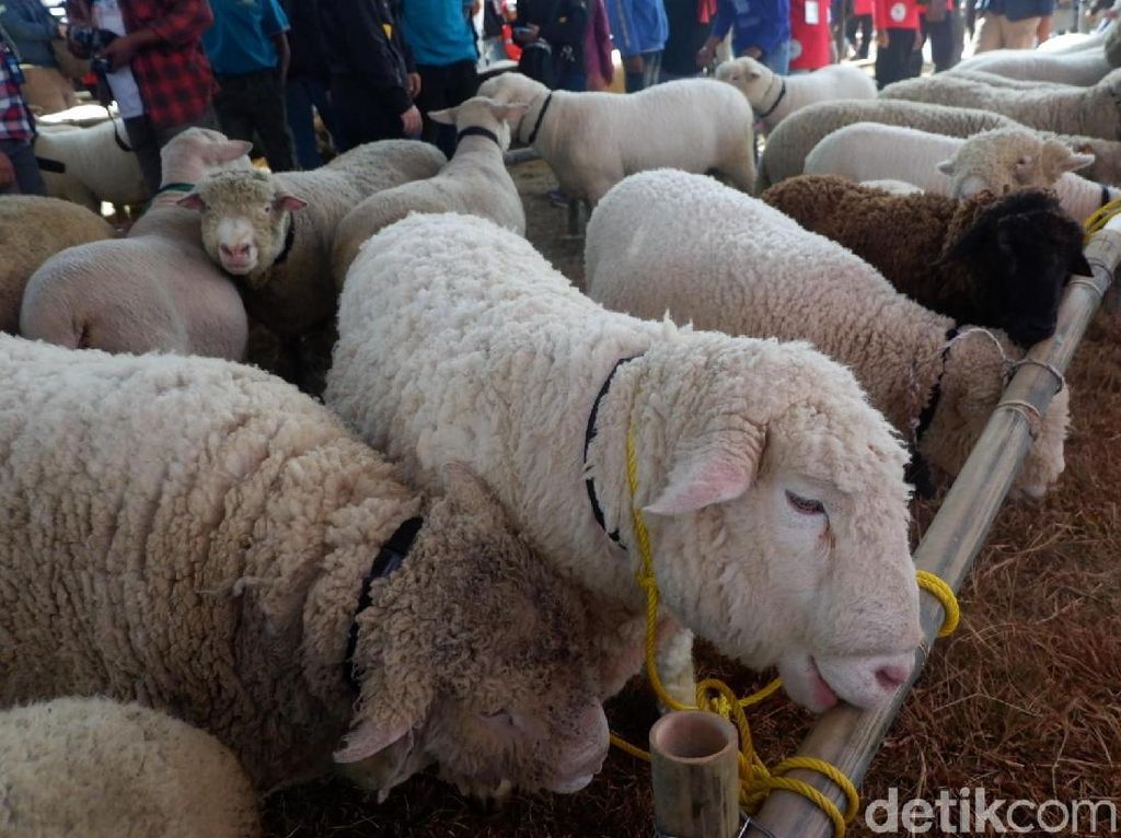 Ratusan Ekor Dombat Ramaikan Dieng Culture Festival Ratusan Ekor Dombat Ramaikan Dieng Culture Festival