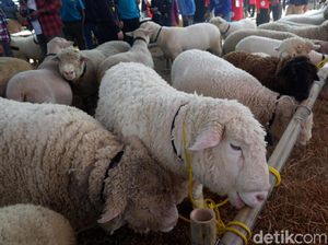 Ratusan Ekor Dombat Ramaikan Dieng Culture Festival Ratusan Ekor Dombat Ramaikan Dieng Culture Festival